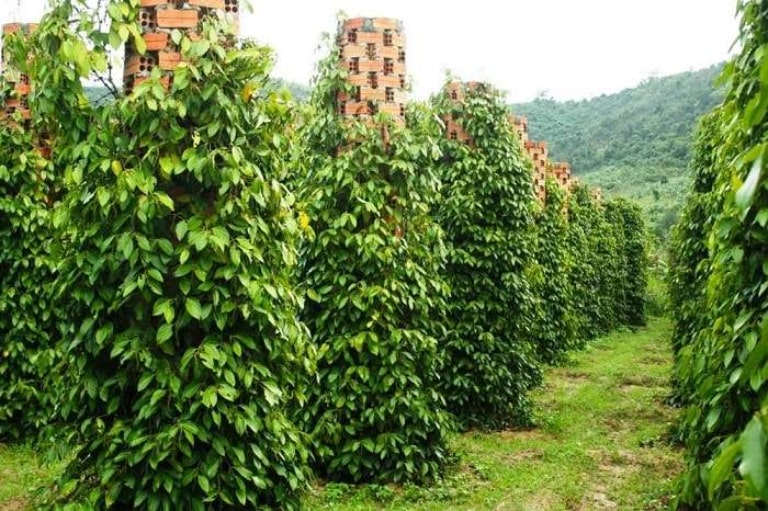 Tiêu phú quốc: Hương vị độc đáo của hòn đảo ngọc